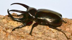 Dreihornkäfer (02).jpg